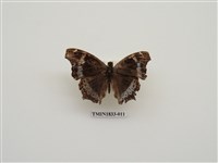 藏品(琉璃蛺蝶(指名亞種))的圖片